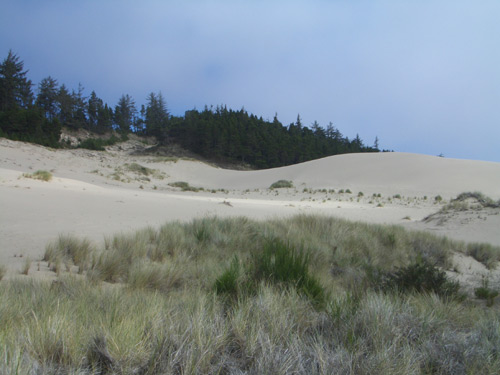Oregon Dunes Foto