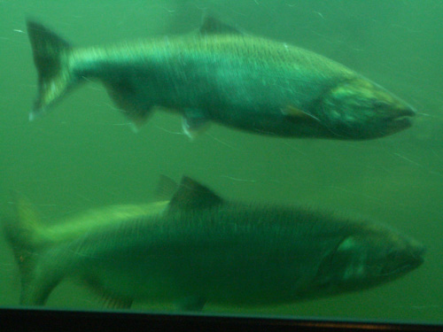 Fischleiter an der Schleuse Foto