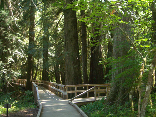 Wanderung durch einen Wald von Rotzedern Foto