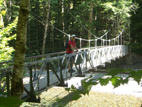 Hängebrücke im Grove of the Patriarchs Foto