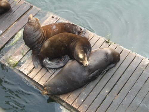 Der Bachelor-Club der Seelöwen in Newport, OR Foto