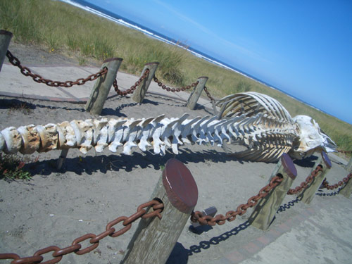 Walskelett Foto